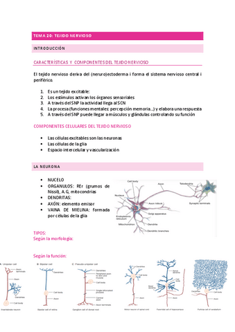 Tema-20-castellano.pdf