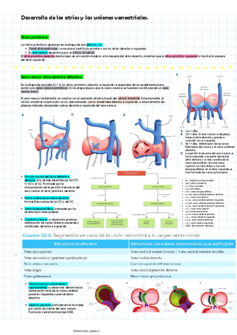 Desarrollo-de-los-atrios-y-las-uniones-venoatriales.pdf