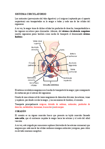 Sistema-Circulatorio.pdf