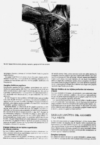 Linfaticos-Locomotor-6.pdf