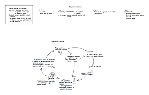 DIPYLIDIUM-CANINUM.pdf