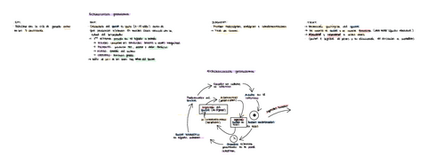 ECHINOCOCCUS-GRANULOSUS.pdf