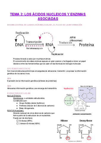 TEMA-2-LOS-ACIDOS-NUCLEICOS-Y-ENZIMAS-ASOCIADAS.pdf