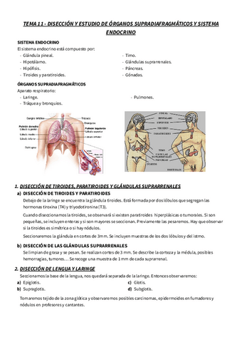 T.11-RESUMEN-NECRO-DISECCION-Y-ESTUDIO-DE-ORGANOS-SUPRADIAFRAGMATICOS-Y-SISTEMA-ENDOCRINO.pdf