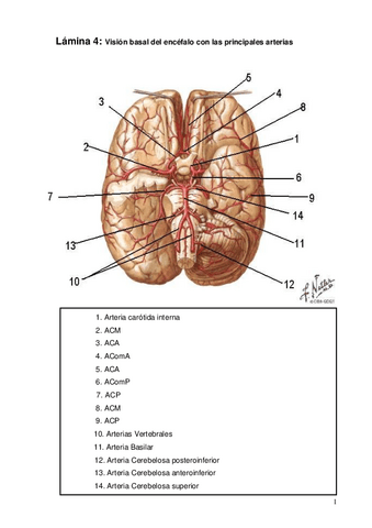 Laminas-Vascular.-Basal-Resuelta.pdf