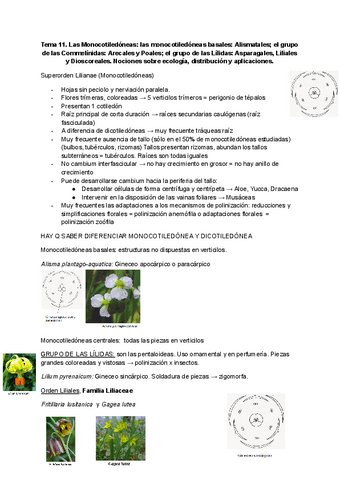 Tema-11-Monocotiledoneas.pdf