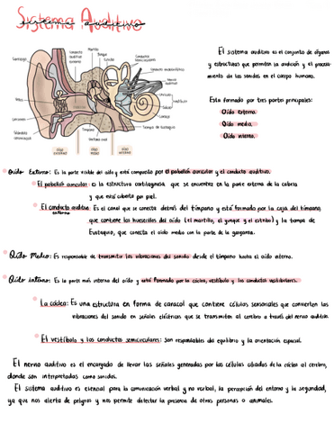 SISTEMA-FONADOR-Y-AUDITIVO.pdf