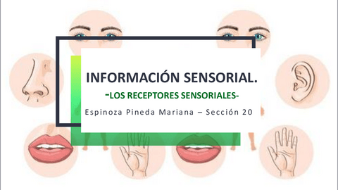 Receptores-Sensoriales.pdf