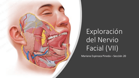 Exploracion-del-Nervio-Facial.pdf