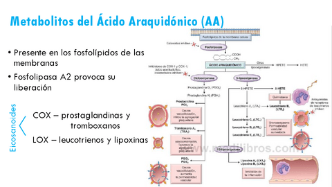 Inflamacion.pdf