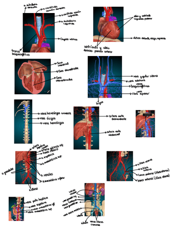 Fotos-cardiacos-AnatomyLearning.pdf