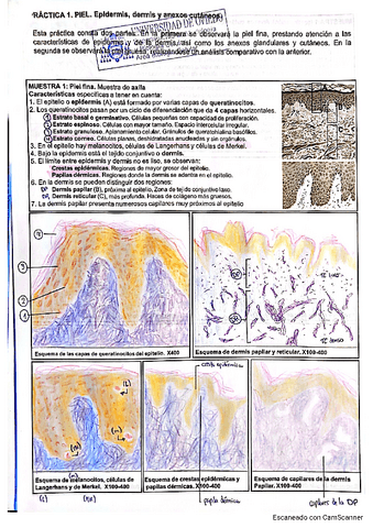 Cuaderno-Histologia-Nervioso-2022-23.pdf