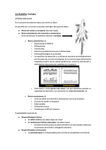 LENOSOS-primer-parcial.pdf