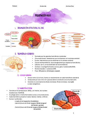 TEMA5-TELENCEFALO.pdf