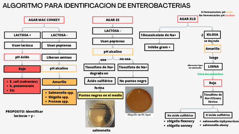 ALGORITMO-DE-IDENTIFICACION-PARA-ENTEROBACTERIAS-EN-AGAR.pdf
