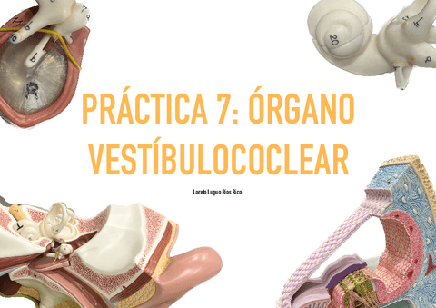 Practica-7-Organo-Vestibulococlear.pdf
