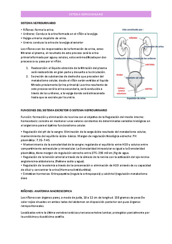 NEFRO-1.pdf