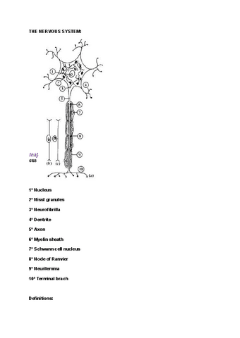 THE-NERVOUS-SYSTEM.pdf