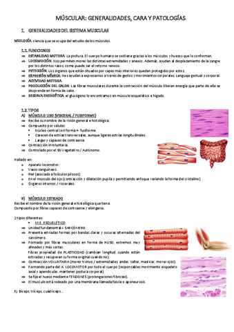 MUSCULAR.pdf