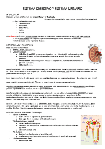 SISTEMA-DIGESTIVO.pdf