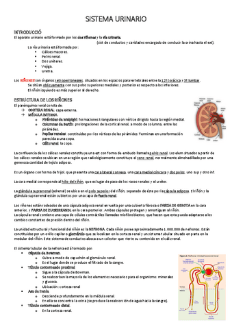 SISTEMA-URINARIO.pdf