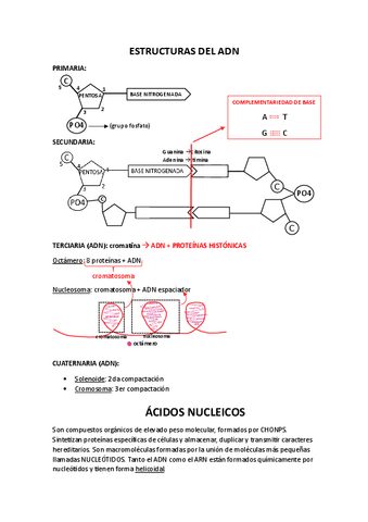 estructura-del-ADN.pdf