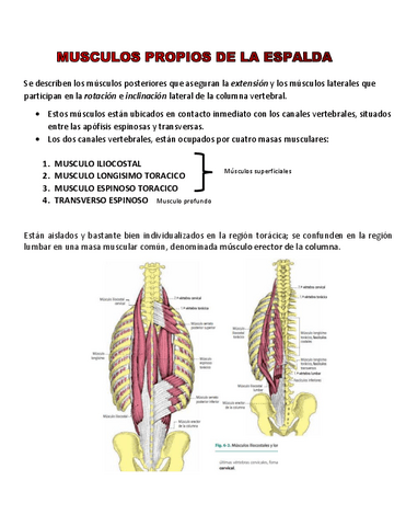 MUSCULOS-DEL-DORSO.pdf