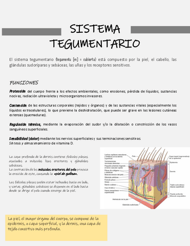 Sistema-tegumentario.pdf