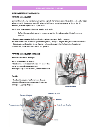 SISTEMA-REPRODUCTOR-FEMENINO.pdf