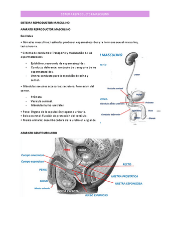 SISTEMA-REPRODUCTOR-MASCULINO.pdf