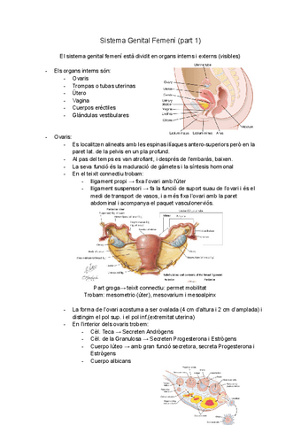 Sistema-genital-Femeni.pdf