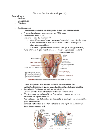 Sistema-genital-Masculi.pdf