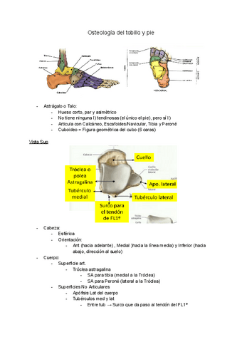 Osteologia-Miologia-y-Artrologia-Tobillo-y-Pie.pdf