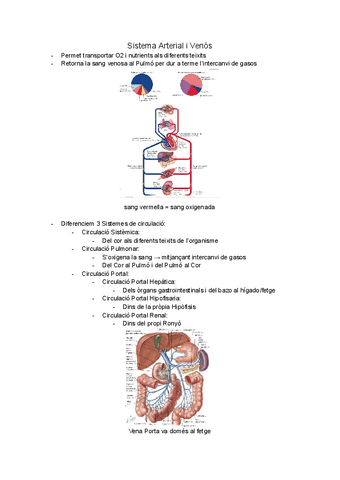 Sistema-Arterial-y-Venoso.pdf