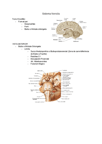 Sistema-Nervioso.pdf