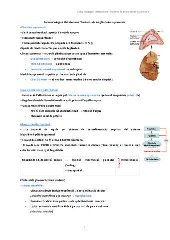 3.-Trastorns-de-les-glandules-suprarenals.pdf