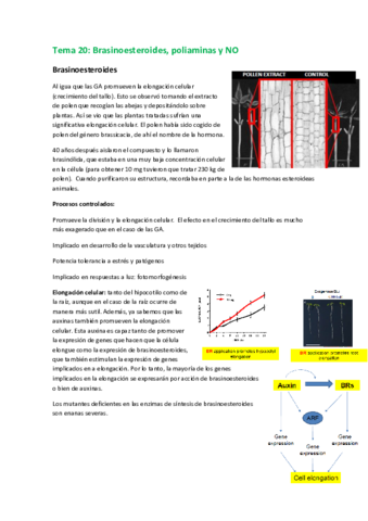 20. Brasinoesteroides poliaminas y NO.pdf