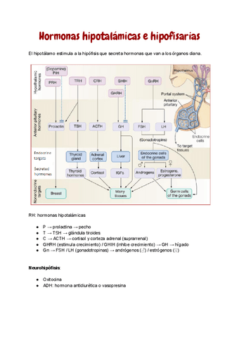 3.-Hipotalamo-e-hipofisis.pdf