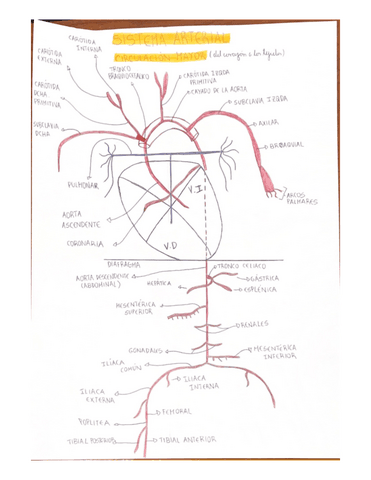 Sistema-Arterial.pdf
