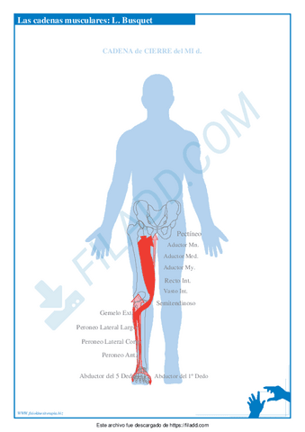 TEMAS-BIOMECANICA-18.pdf