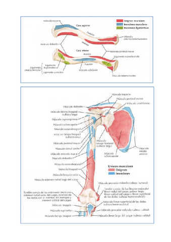 Practicas-resueltas-anatomia.pdf