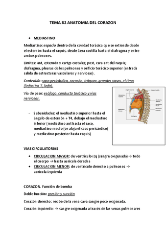 ANATOMIA-DEL-CORAZON.pdf