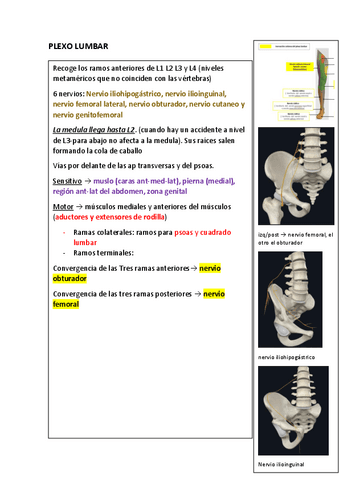 PLEXOS-LUMBAR-Y-SACRO--TRONCO-CIATICO.pdf