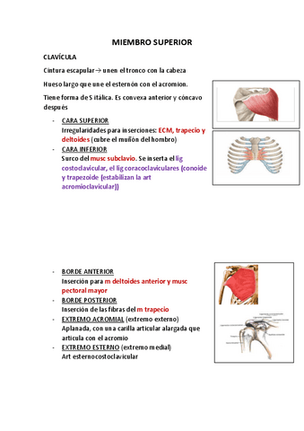 ANATOMIA-DEL-MIEMBRO-SUPERIOR.pdf