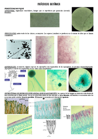 Practicas-botanica.pdf