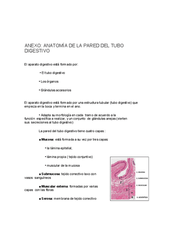 TUNICAS-APARATO-DIGESTIVO.pdf