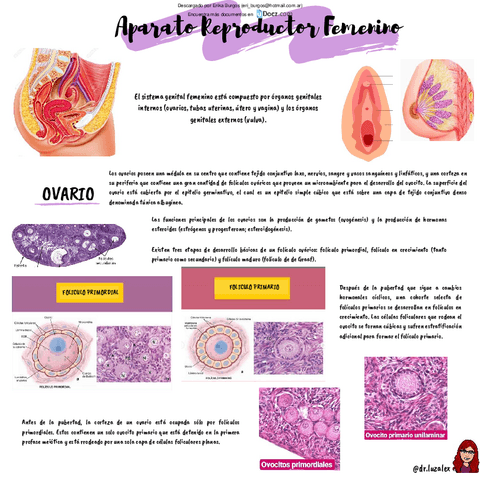 aparato-reproductor-femenino-5-.pdf