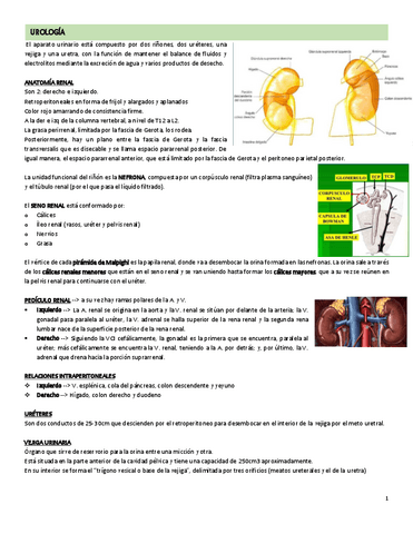 UROLOGIA.pdf