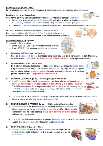 RESUMEN-TEMA-17-ANATOMIA.pdf