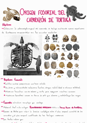 Origen-del-caparazon-de-las-tortugas.pdf